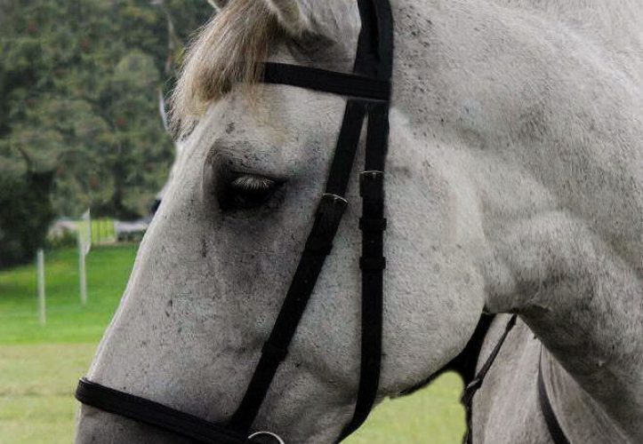 Draft Beta Headstall