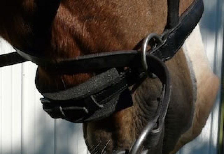 Cavesson Channel by Cashel