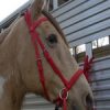 Beta Headstall - Bright Colors