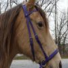 Beta Headstall - Bright Colors