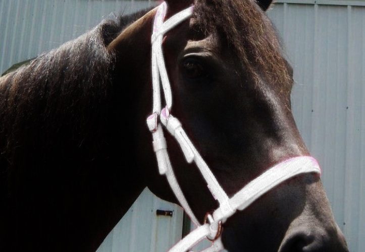 Nylon Headstall - Bright Colors