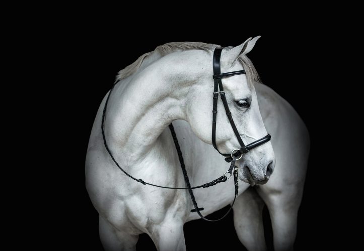 English Raised Headstall