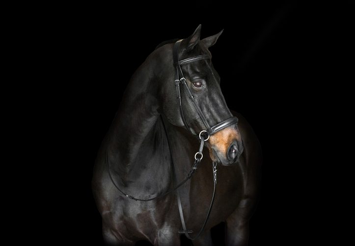 English Padded Headstall