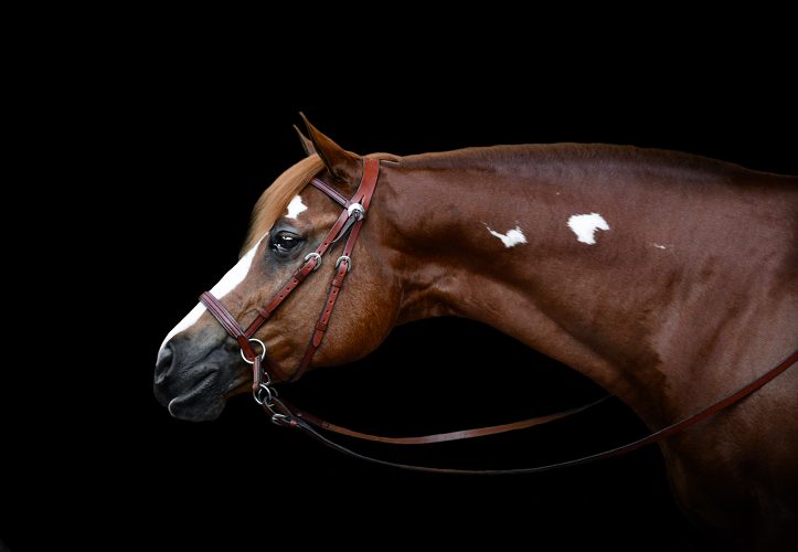 Western Bridles