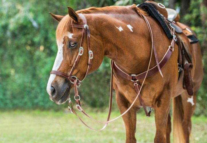 Deluxe Harness Leather Breast Collar